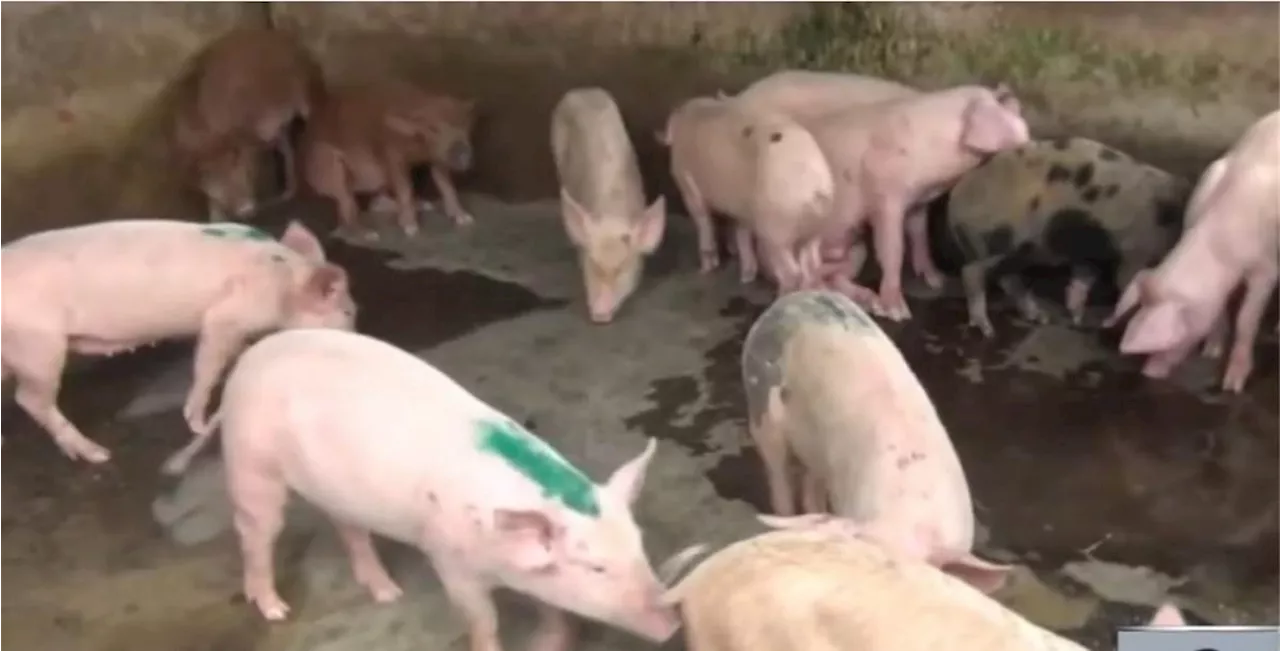 DA to distribute P1-B worth of swine to boost hog inventory