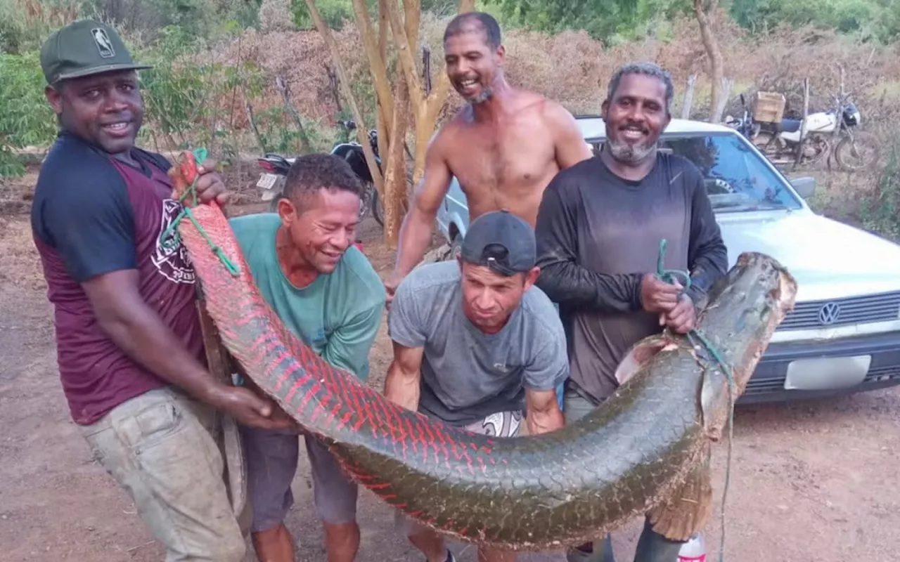 Grupo captura peixe de 80 kg e 2,2 metros de comprimento na Bahia