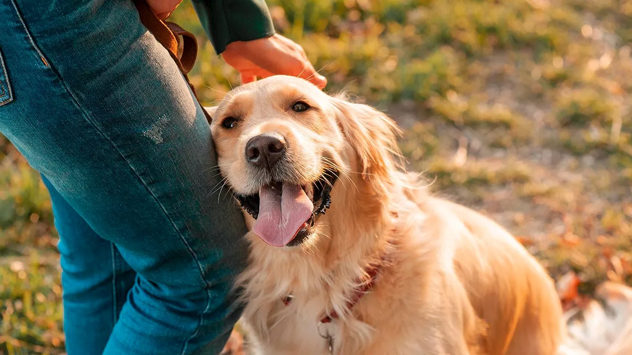 First-time fur parent? Here’s what you need to know about proper dog care