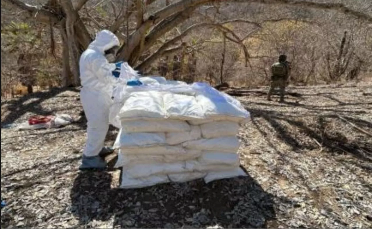 Golpe al narcotráfico en Sinaloa; Ejército y Marina aseguran químicos y destruyen plantíos