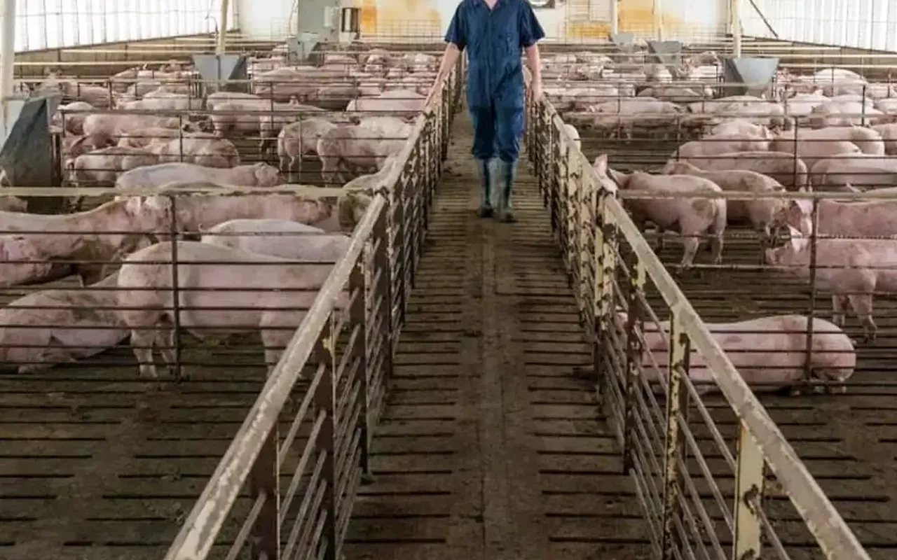 No new pig farms approved in Perak’s Muslim-majority areas