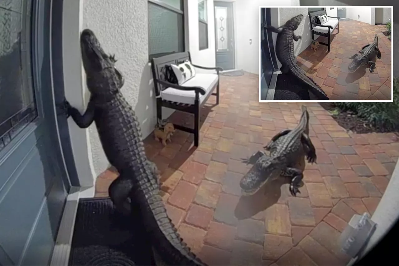 Florida home shockingly found two alligators at front door: 'They’re getting smarter'