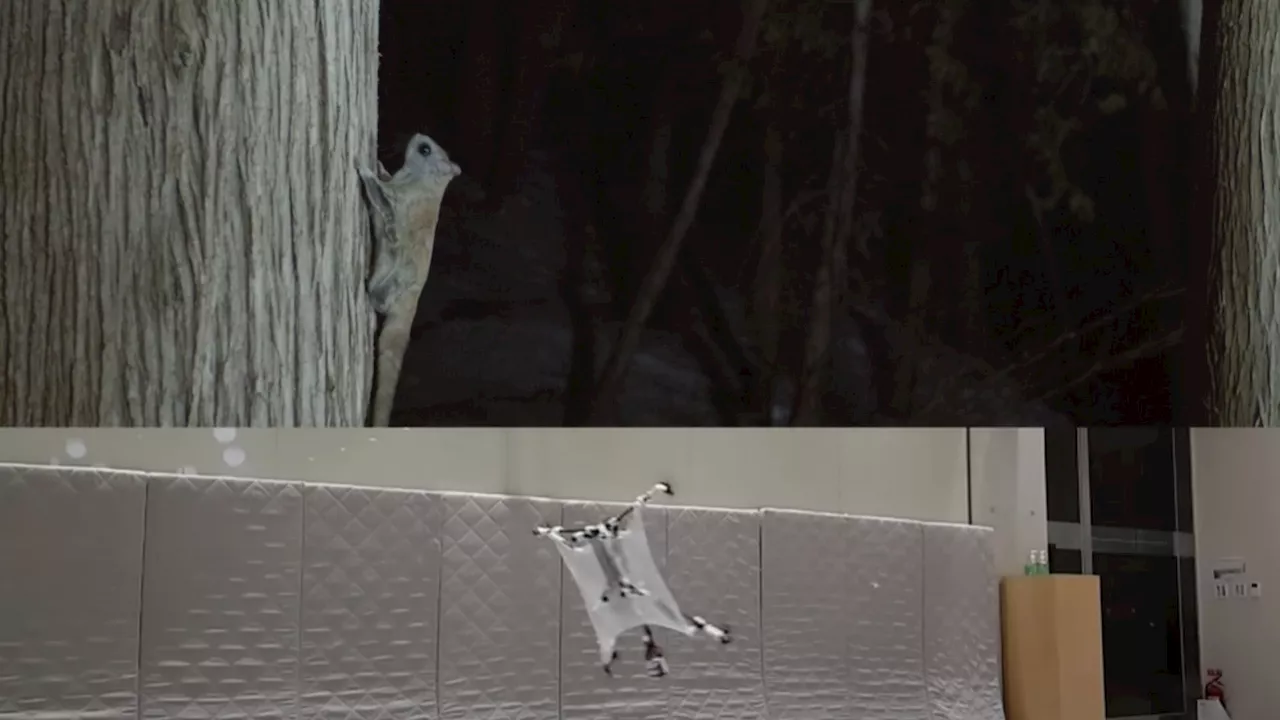 Flying squirrel-style drone with foldable wings tracks 13% better than rivals
