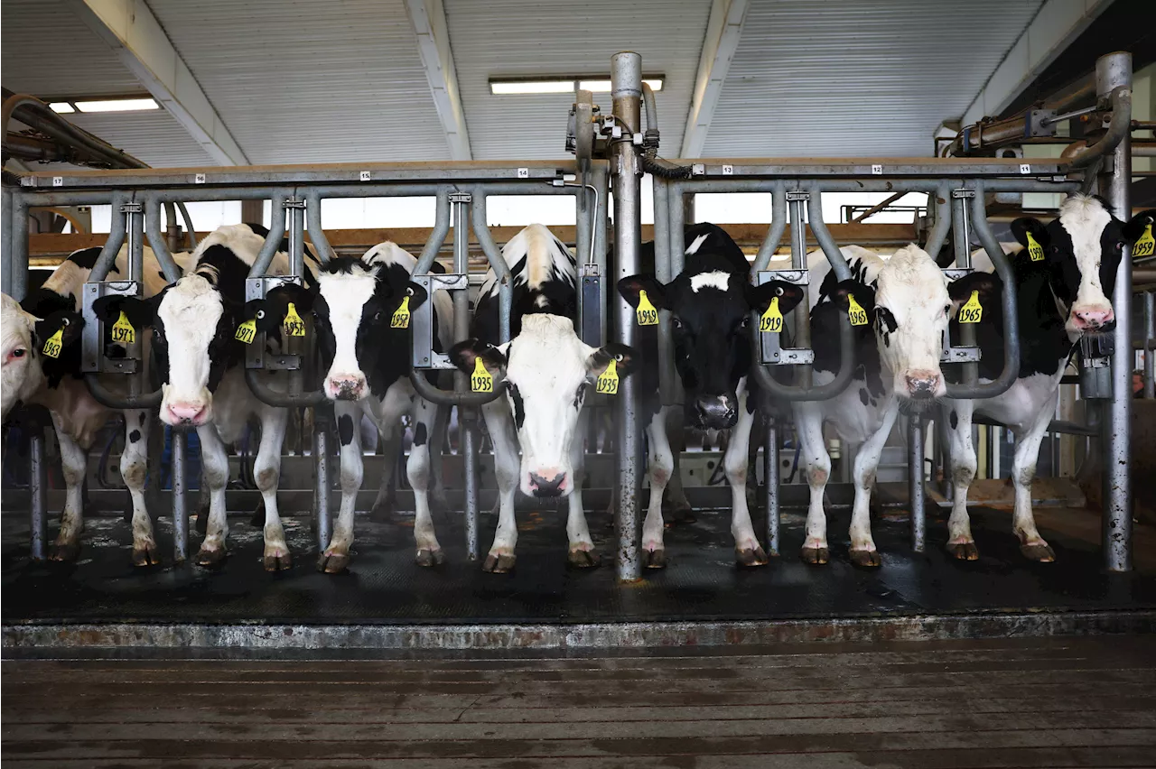 FDA Suspends Milk Quality Tests: Report