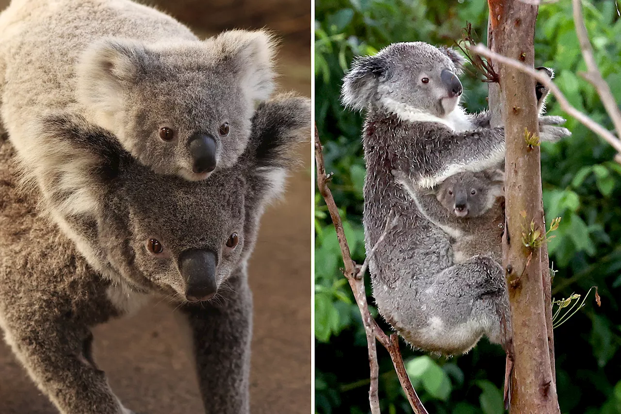 Hundreds of koalas killed in Australia cull, leaving joeys caught in the crossfire orphaned, activists say
