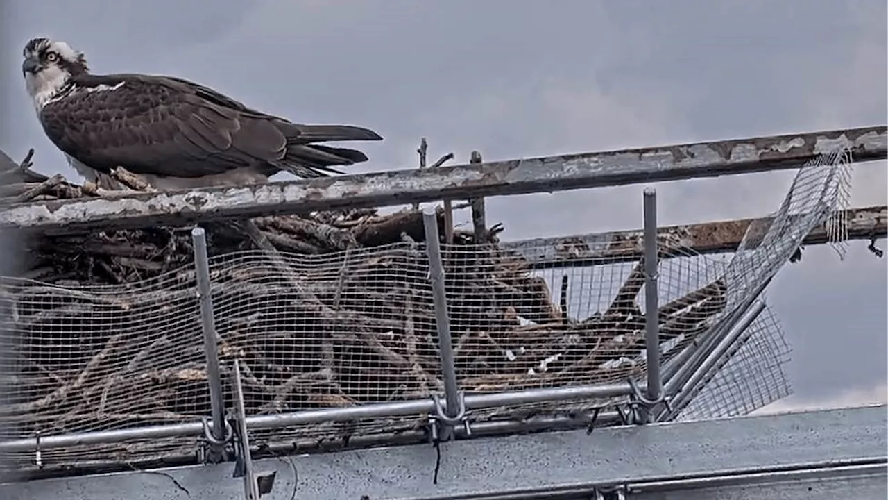 To protect birds and motorists, engineers build a steel nest box on bridge