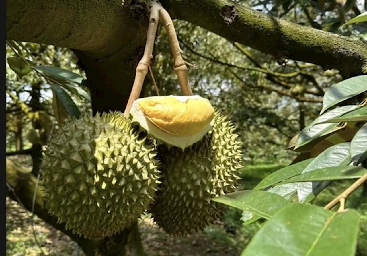 Durian prices plummet in Vietnam's Mekong Delta as exports to China decline