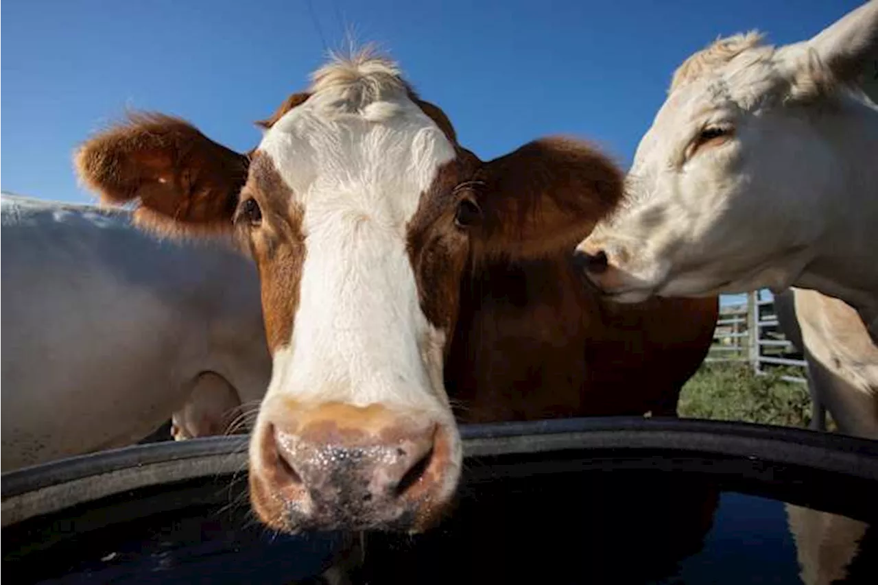 Moo-ve over methane: UF researchers test new feed to cut cow emissions from burps, farts