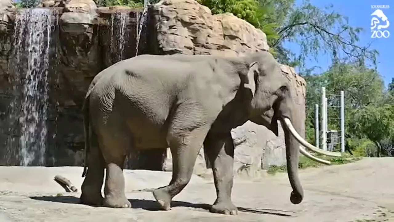 LA Zoo to relocate its 2 remaining elephants to Tulsa Zoo