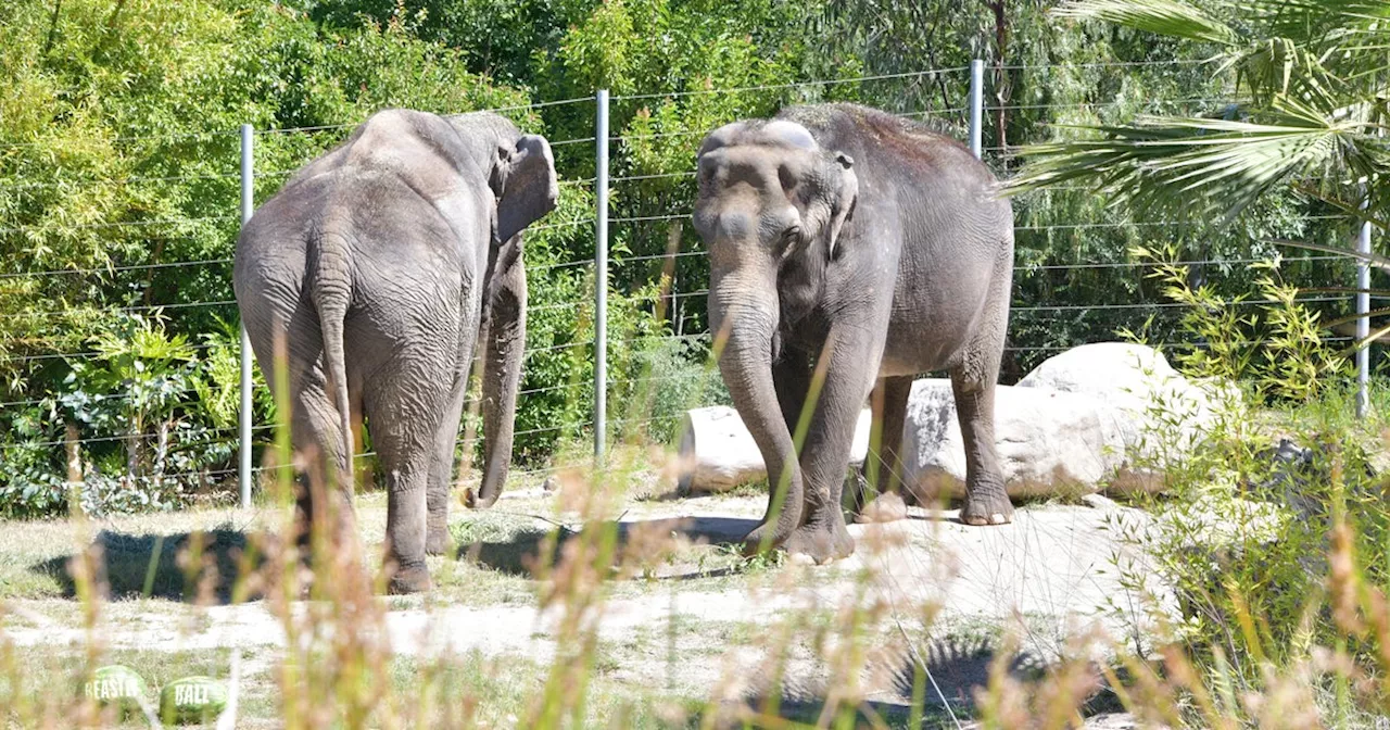LA Zoo relocating its last two Asian elephants to animal preserve at zoo in Oklahoma