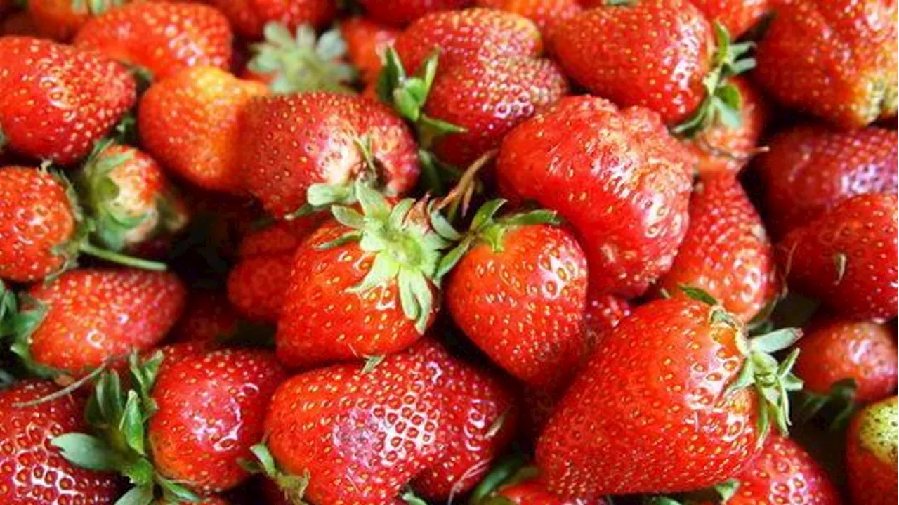 Cette pâtisserie du Val-d’Oise a battu le record du plus long fraisier du monde