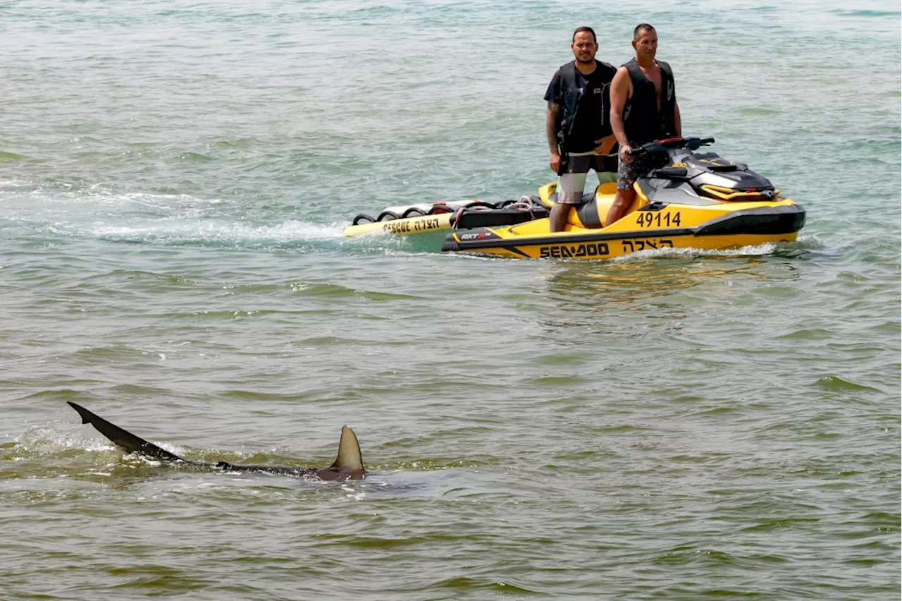 Man missing after suspected shark attack off Israel coast, search hindered by predator threat