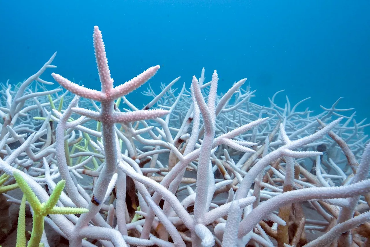 Global coral bleaching crisis spreads after hottest year, scientists say