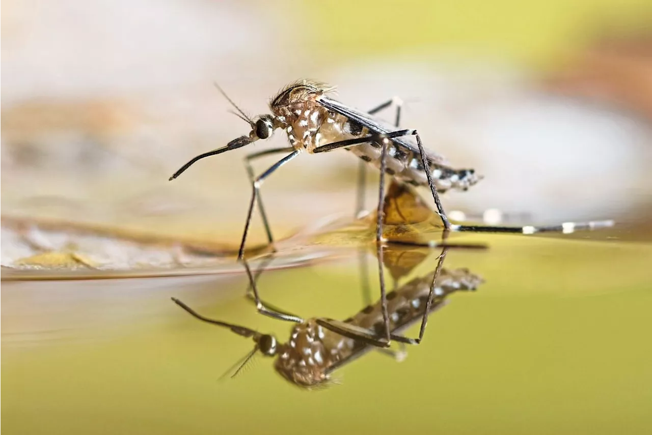 QuickCheck: Is there a country where mosquitoes do not exist?