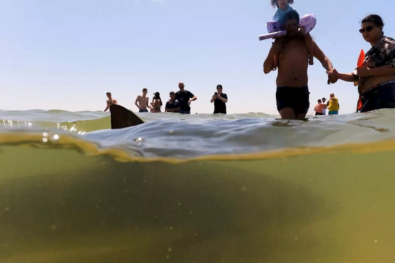Sharks drew crowds who swam with them off Israel's coast — until one man disappeared