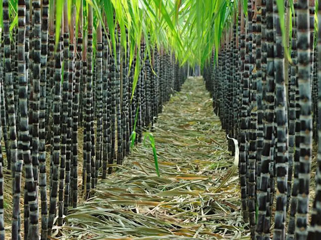 DOST, Philsurin to develop resilient sugarcane varieties