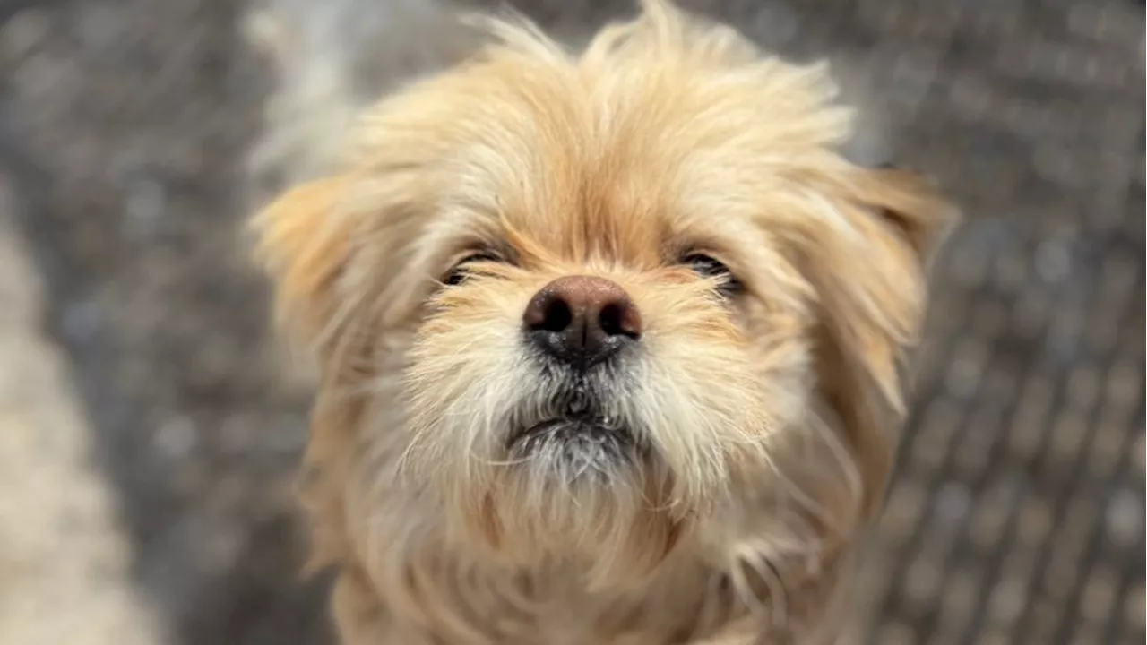 Fur Baby Friday: Puppy Milo and scruffy Mowgli are awaiting forever families