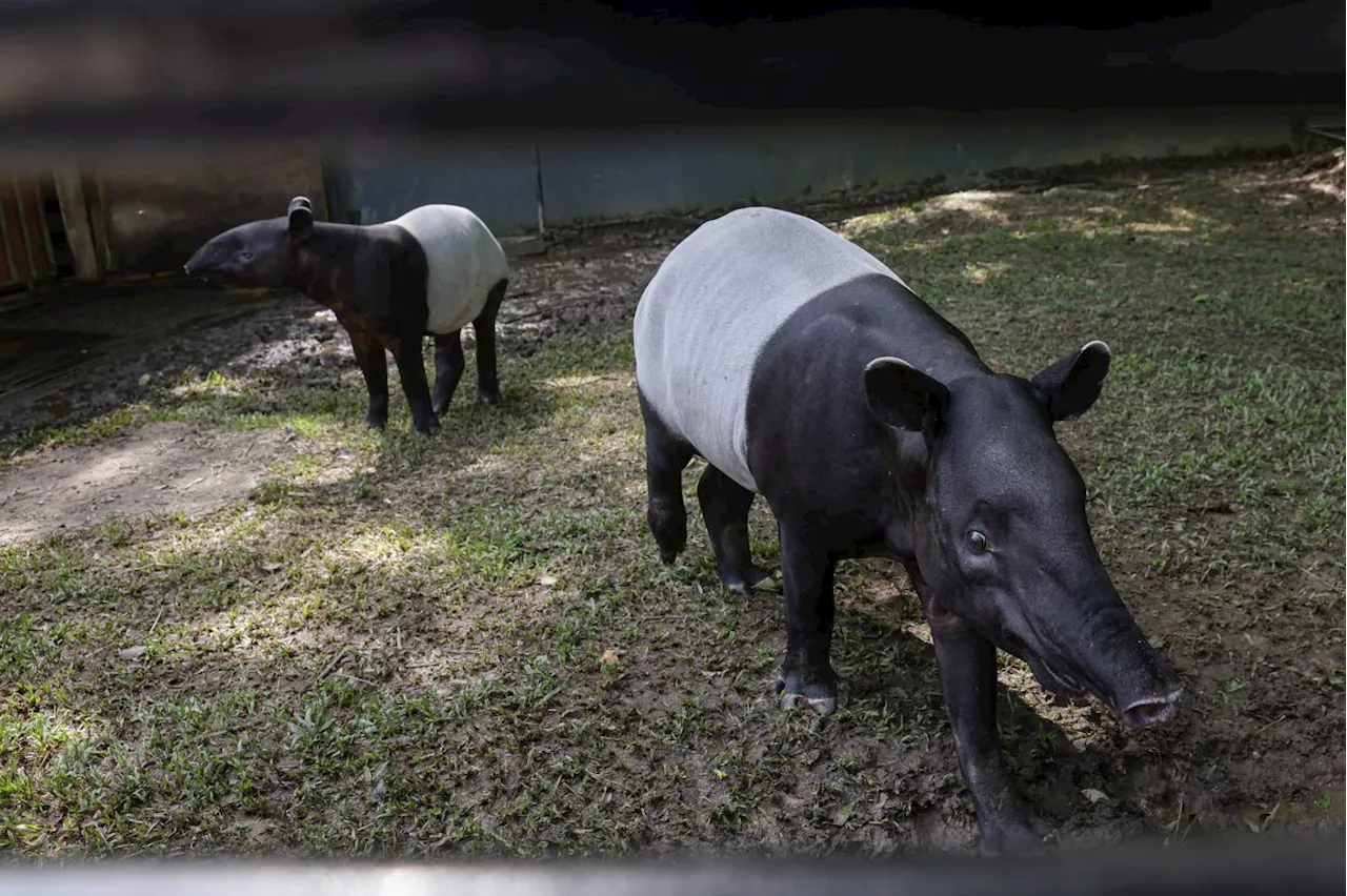 Over 110 tapirs killed on Malaysian roads from 2020 to 2024