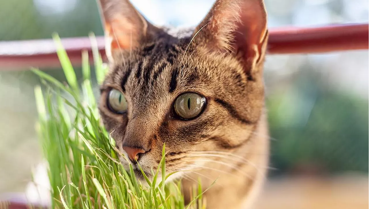 Il Rettore dell'Erba Gatta: Un Gatto Misterioso Invade una Serra Psichiatrica