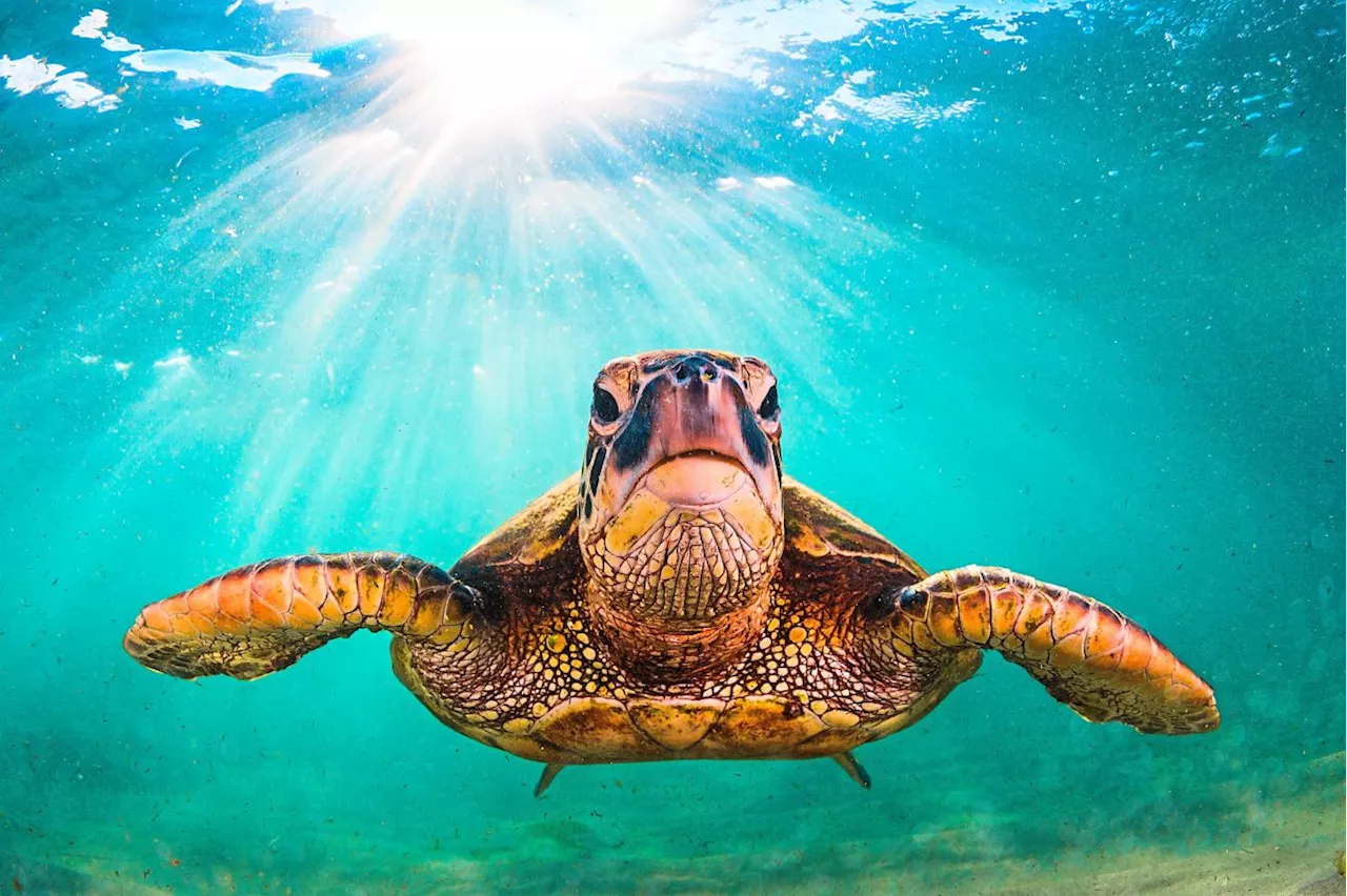 Big Smile, No Teeth: Trotting out some good news on turtles