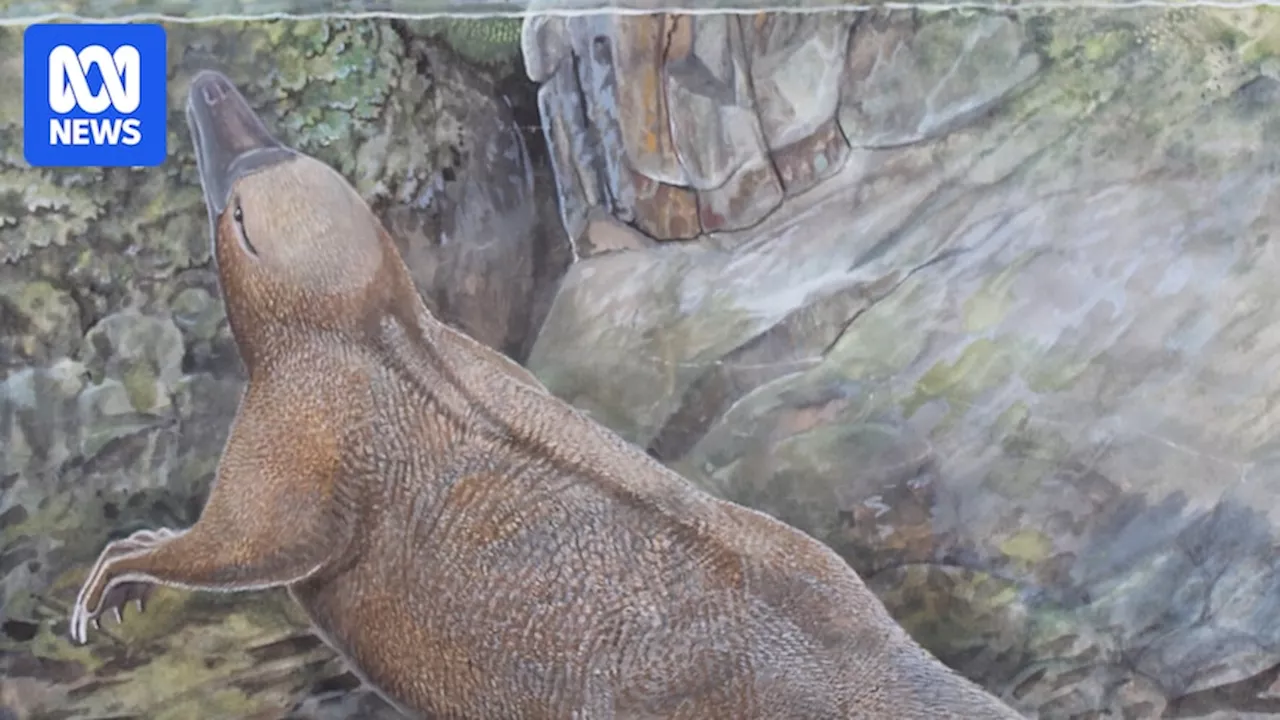 Ancient echidna relatives may have lived in water, study suggests