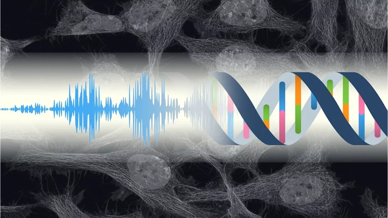 Le cellule 'sentono' i suoni e rispondono con 190 geni