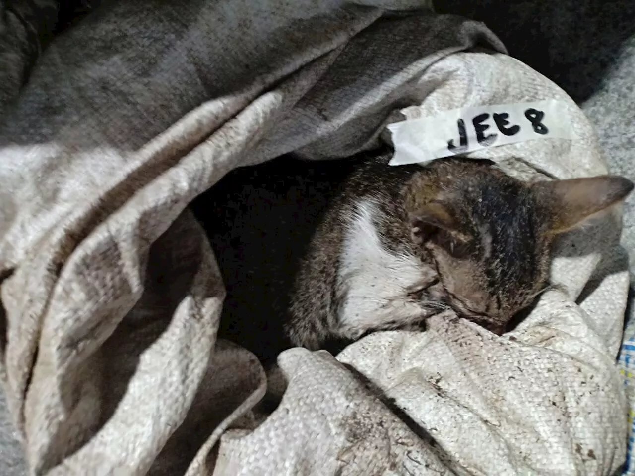 AKF to file case vs. man who allegedly killed cat in Bulacan