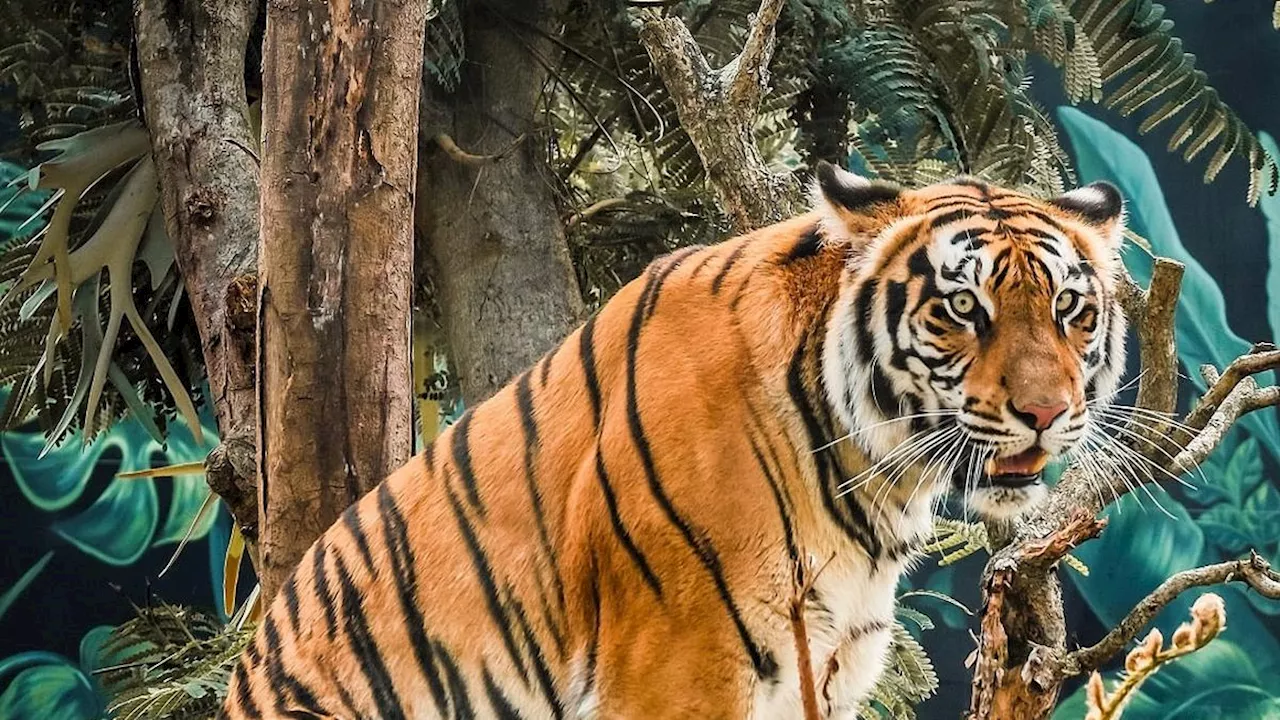 Kisah Nyata, Saat Ahli Tahajud Hendak Diterkam Harimau Lapar