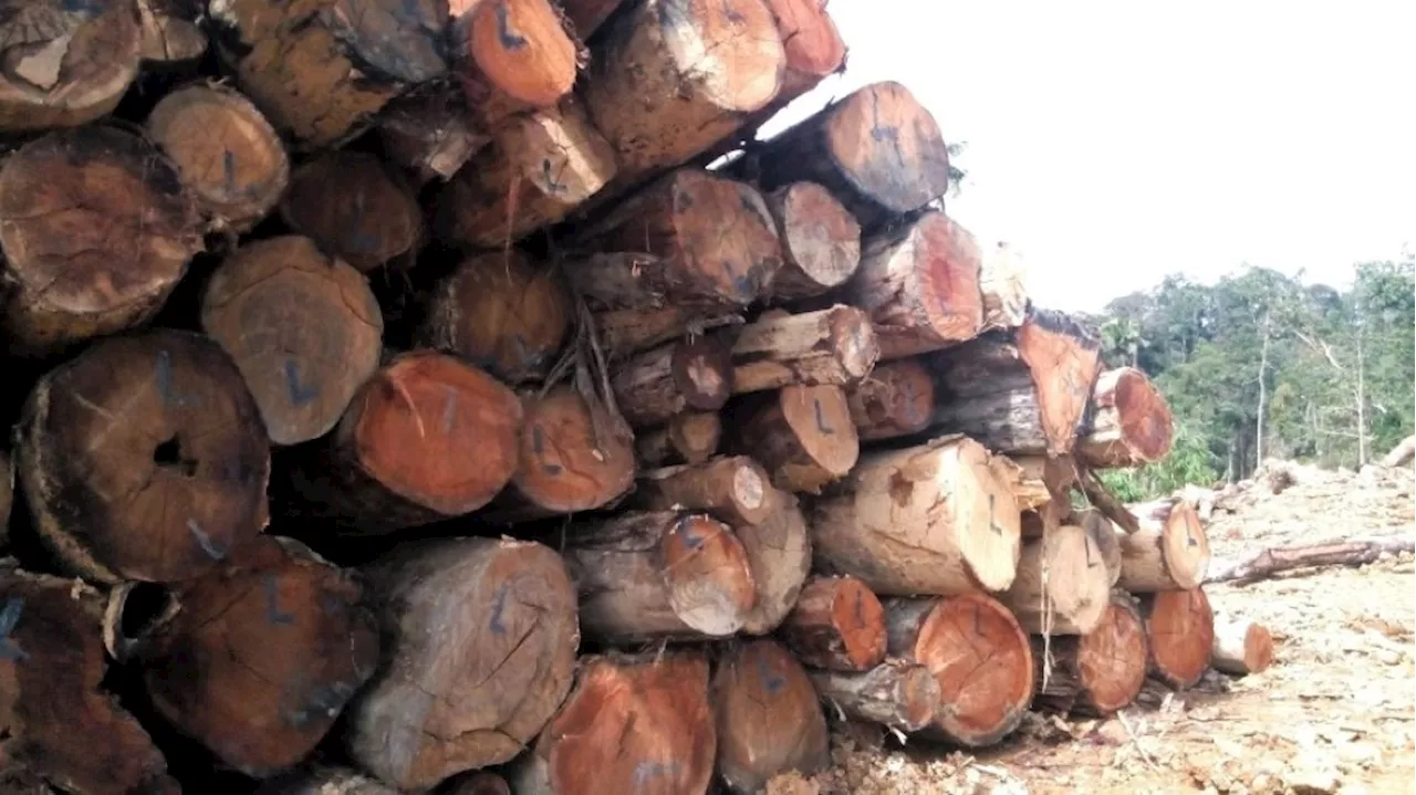 Ops Khazanah: GOF seizes RM31.2m in goods during raid on illegal timber factories in Kelantan