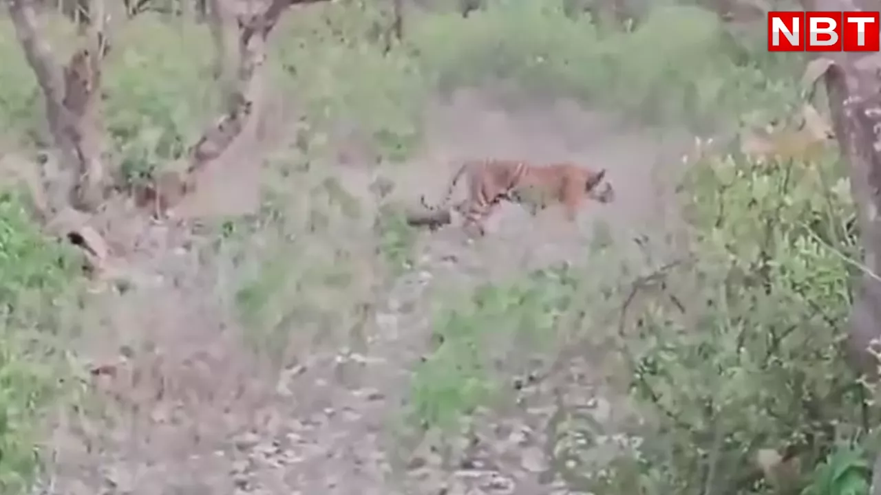 राजस्थान के सरिस्का से भी आई खुश खबरी, बाघिन एस-30 तीन शावकों के साथ आई नजर