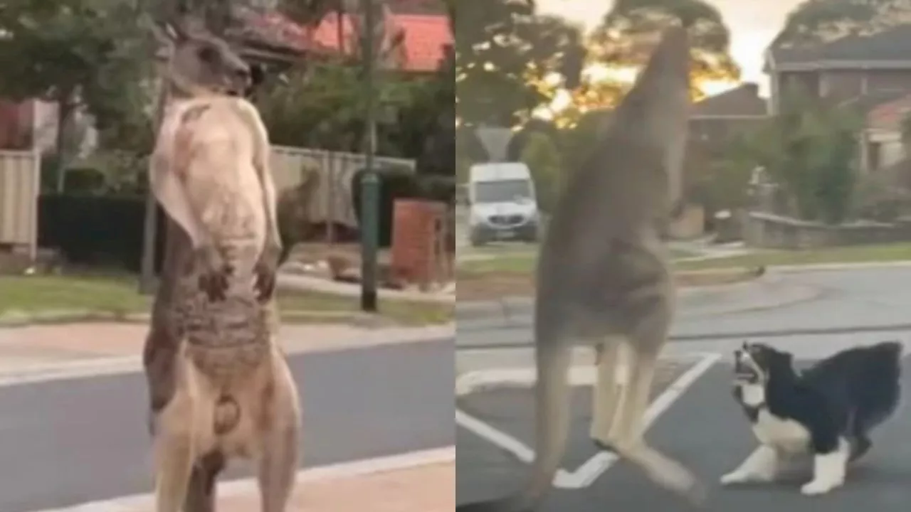 ‘Really disappointed’: Sad details emerge behind viral dog and kangaroo fight