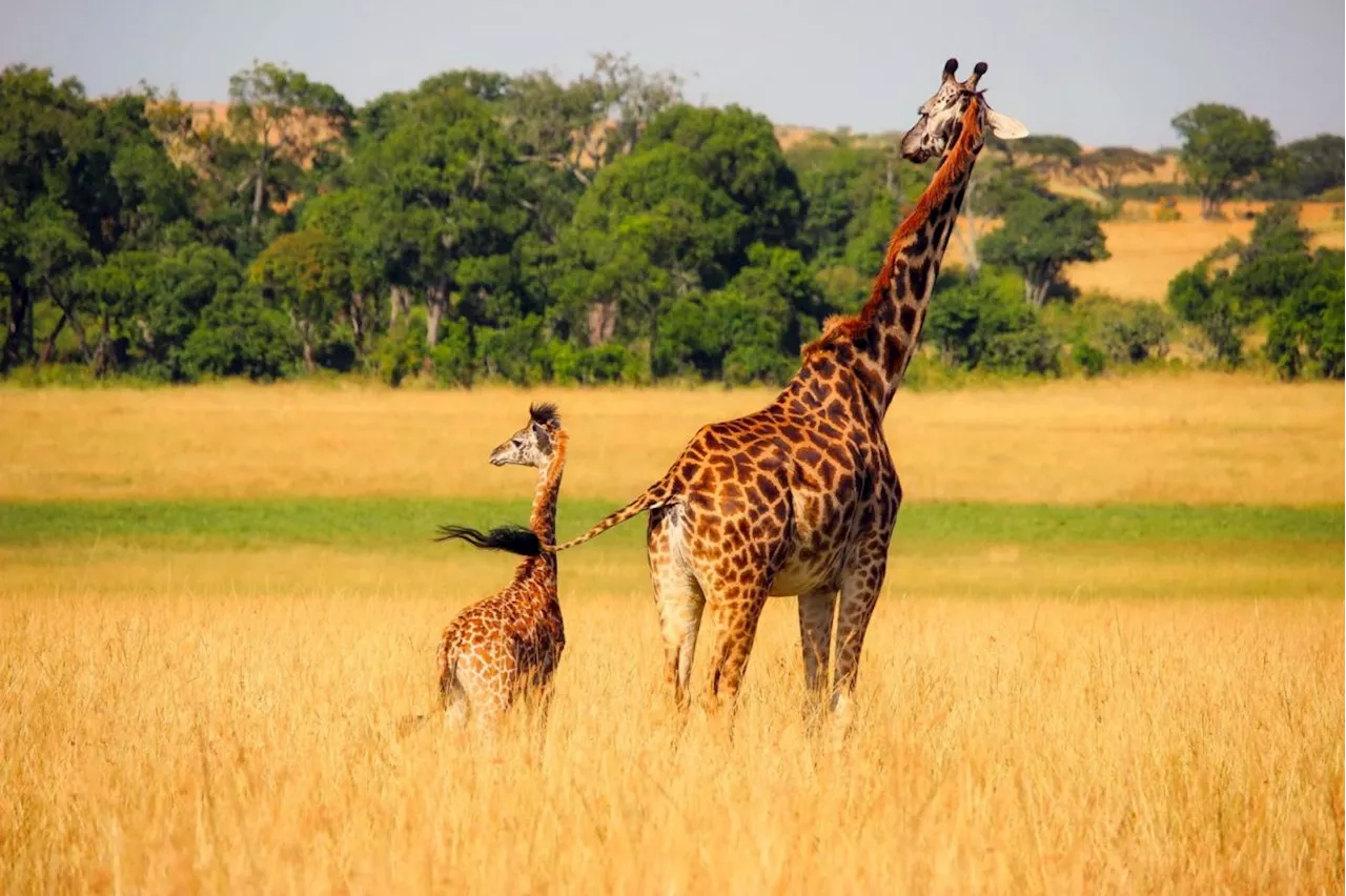 QuickCheck: Is it true that giraffes have one of the longest gestation periods among land animals?