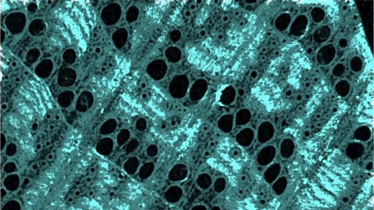 Legno rinforzato con nano-ferro per i materiali green del futuro