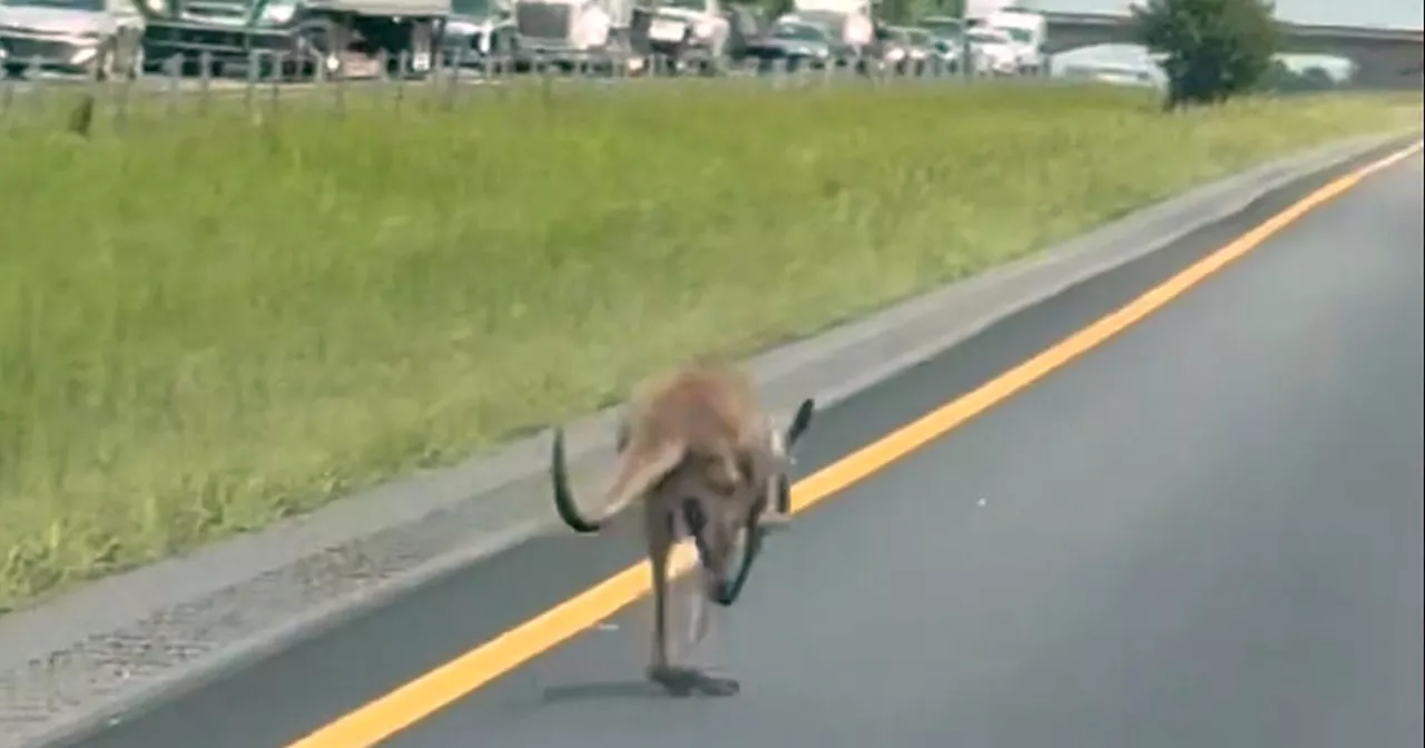 Runaway Kangaroo Sheila Causes Interstate Chaos in Alabama