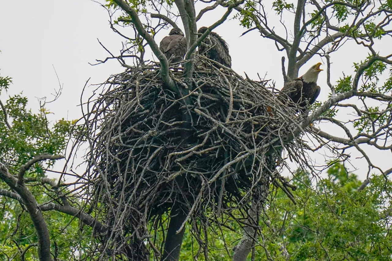 Ohio eagles nest falls from tree during strong storms, killing 2 eaglets