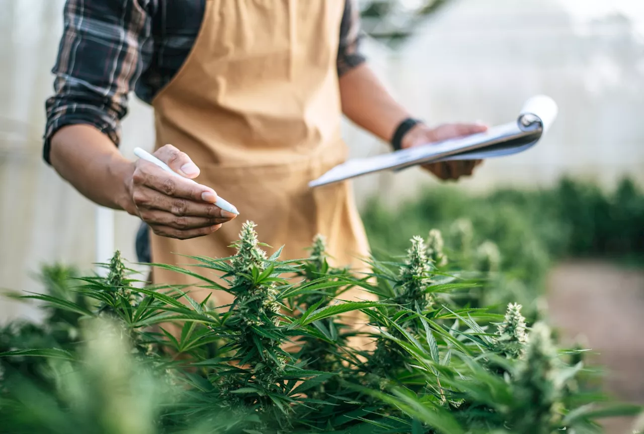 – ein neues Cannabinoid in der Schmerzmedizin