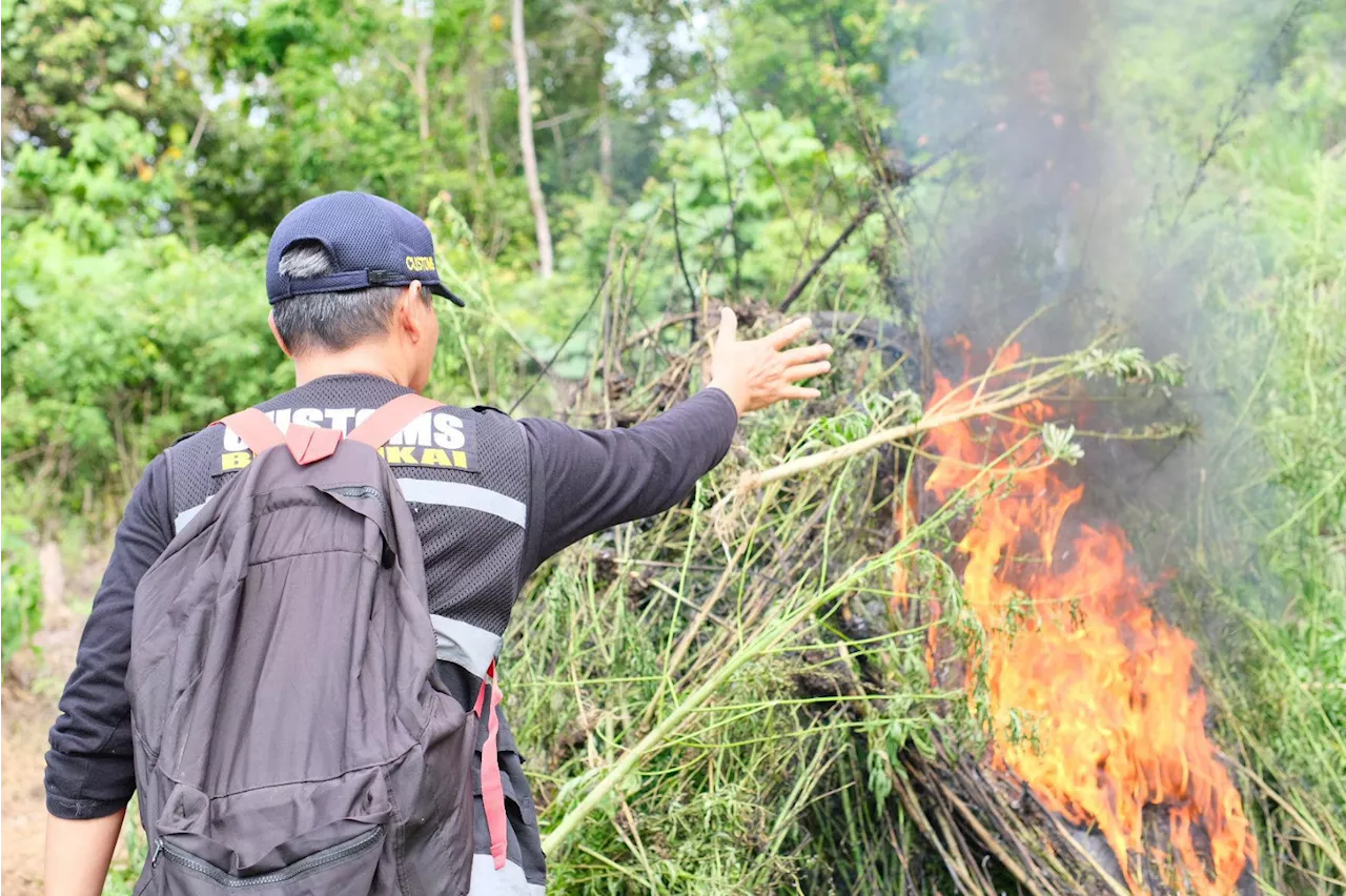 Dipimpin Irjen I Wayan Sugiri, BNN dan Bea Cukai Musnahkan Ladang Ganja 3 Hektare di Aceh