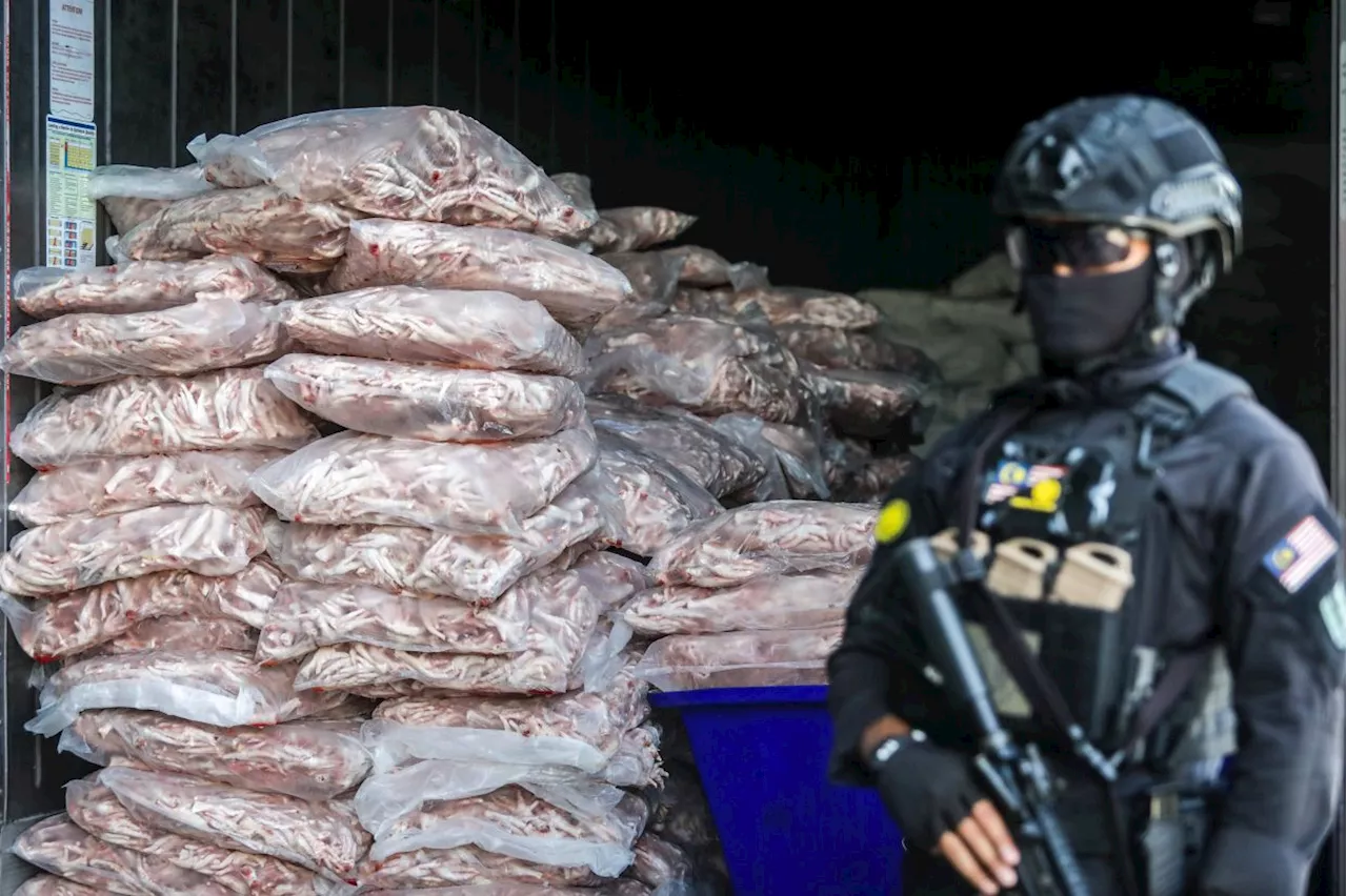 Claws for concern: GOF probes cross-border ring links to 41-tonne frozen chicken parts seizure in Perlis