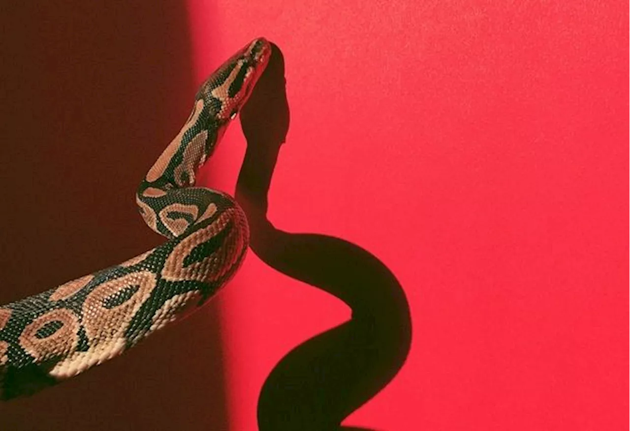 QuickCheck: Is there a special snake zodiac phenomenon occurring on April 30