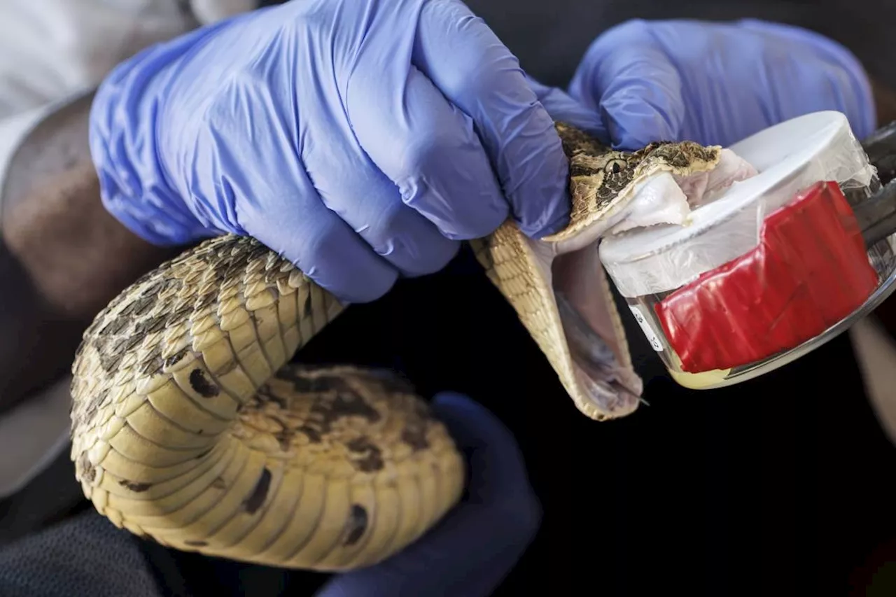 Kenya's desperate need for more snake antivenom