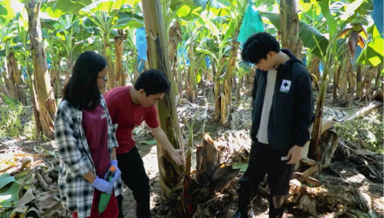 USEP experts find ways to stop banana diseases