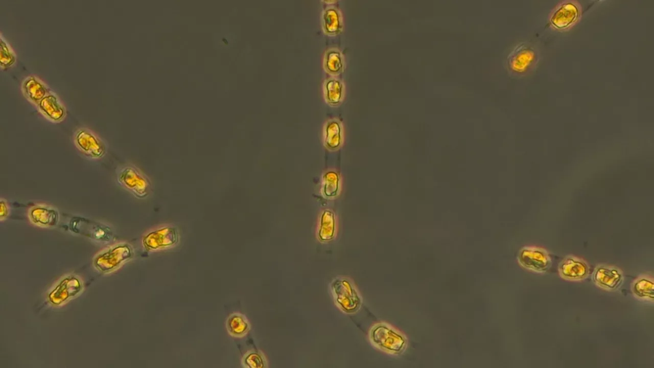 Dormant algae revived after 7,000 years beneath the Baltic Sea, researchers say