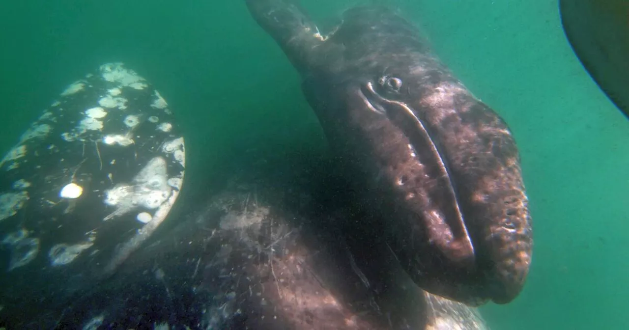 Gray whales are dying off the Pacific Coast again, and scientists aren't sure why.