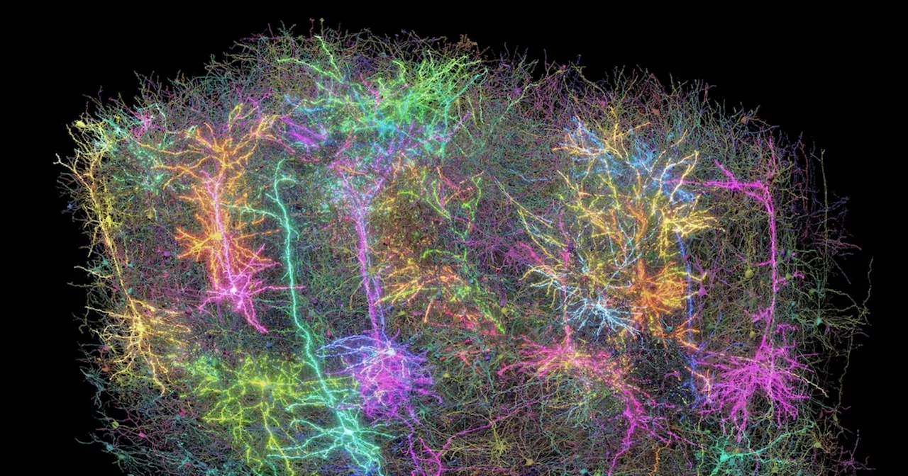Scientists map part of mouse’s brain as it watches clips from ‘The Matrix’