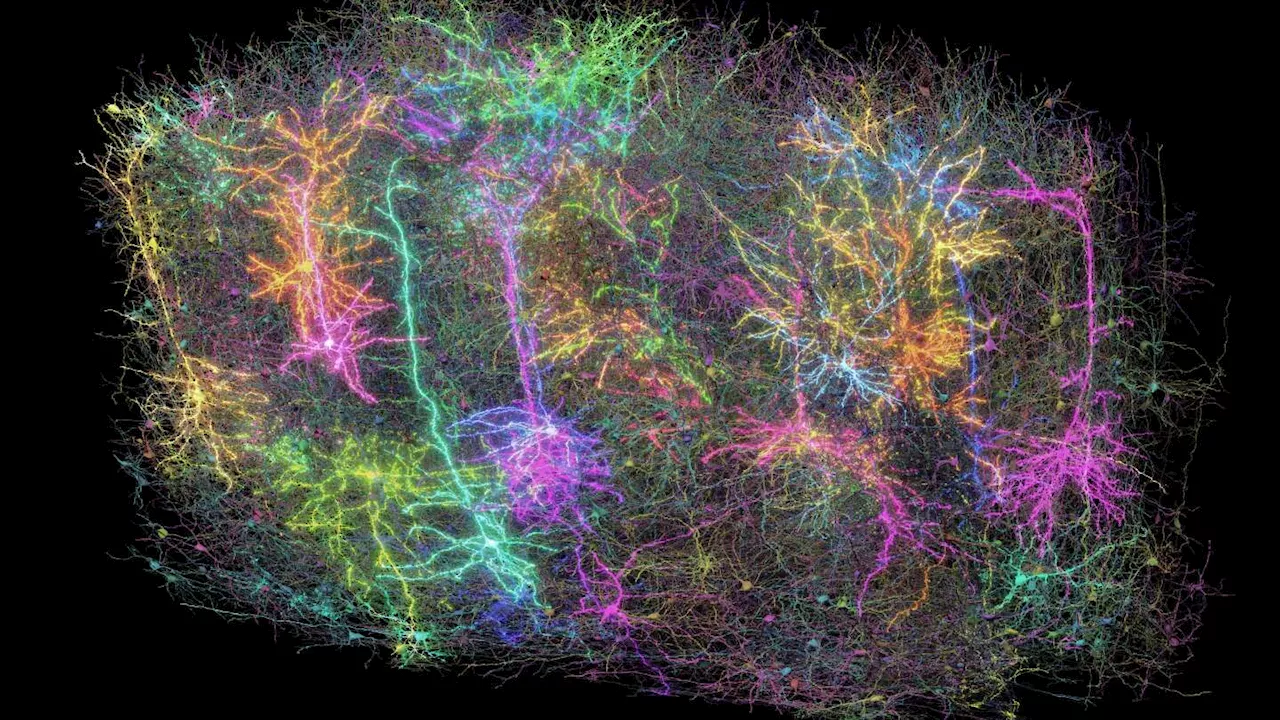 Scientists map part of a mouse's brain that's so complex it looks like a galaxy