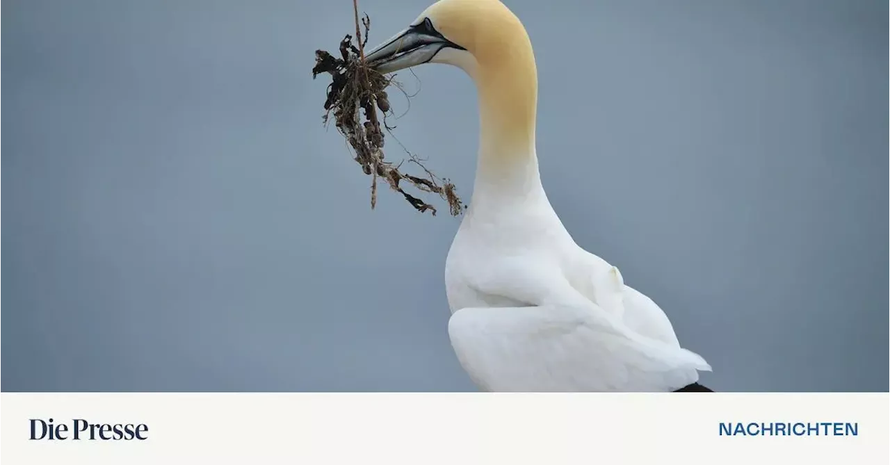 Erstmals Mensch in Mexiko an Vogelgrippe gestorben