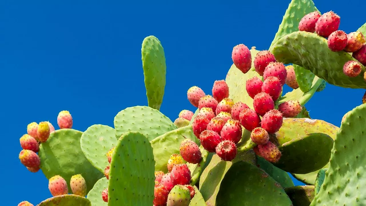 8 frutti ricchi di magnesio da mangiare in primavera-estate