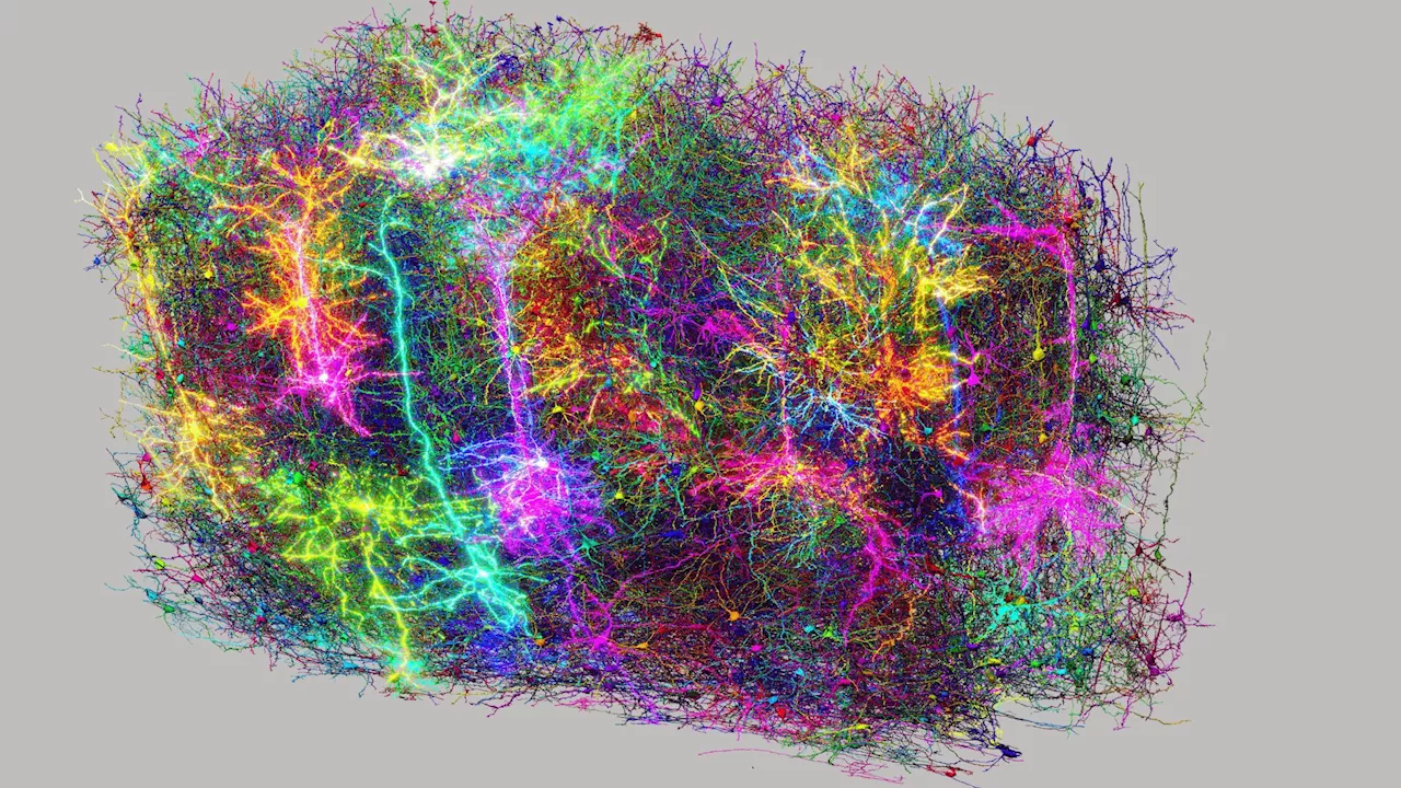 2.5 miles of neurons: World’s most complex brain map connects structure to thought