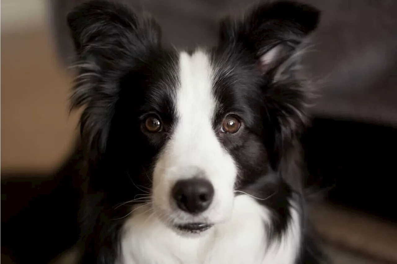 飼い主が「ため息」をつくと...すぐに反応した犬の行動に「即レスすぎる」の声