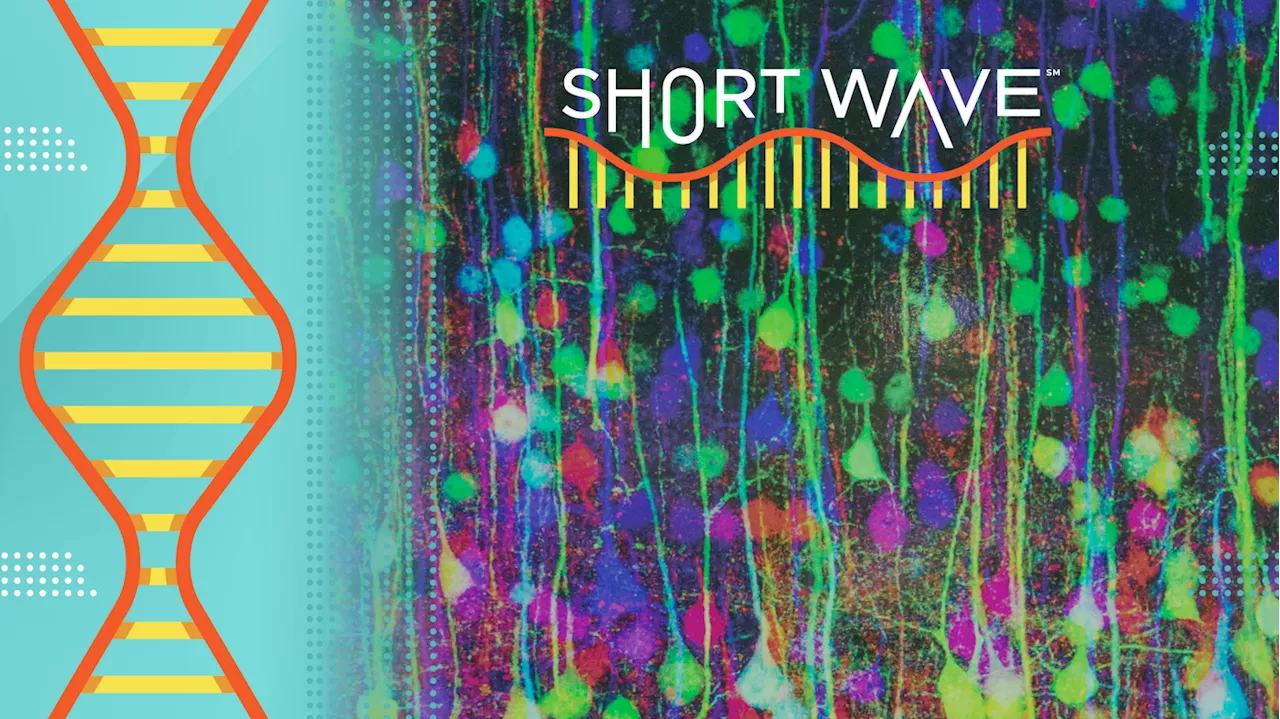 Here's why researchers are making new psychedelic-like drugs — without the trip